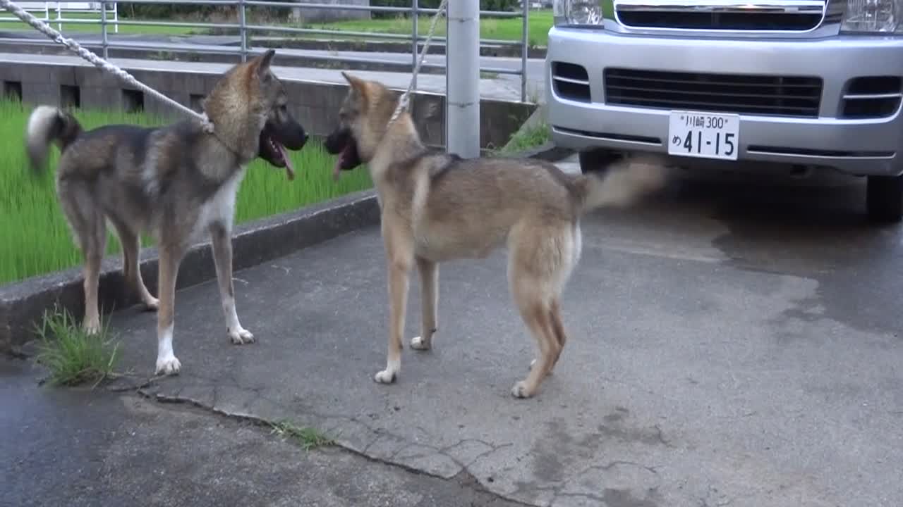 犬だよ3 Fc2動画 犬だよ3 Fc2動画